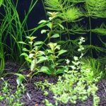 植栽から3日目